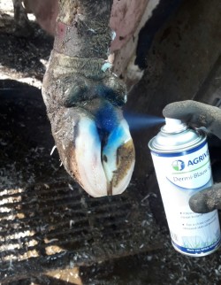 agrivet dermi blauw spray